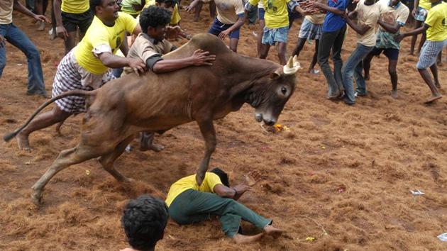 Tamers tackle a raging bull at a Jallikattu event in Alanganallur, about 575 kilometers (359 miles) south of Chennai. The Supreme Court on Thursday decided against passing an order on permitting the bull-taming sport Jallikattu before January 14, when the four-day Tamil harvest festival of Pongal is slated to begin. (M. Lakshman / AP)