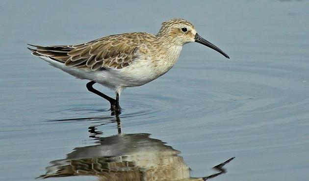 The Curlew Sandpiper. (Avinash Bhagat) The Curlew Sandpiper. (Avinash Bhagat)