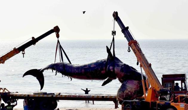 Workers lift a dead whale of around 40 feet at Juhu beach in Mumbai.(HT FILE)