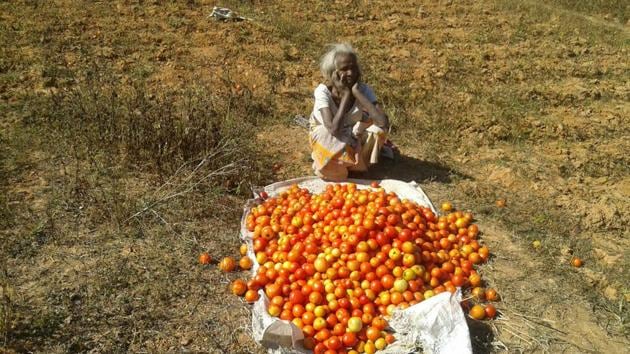A distressed farmer dumps her tomatoes Lohardaga, Jharkhand.(Sanjoy Dey/HT Photo)