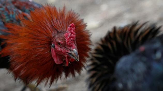 It’s a blood-sport with two trained roosters fitted with razor-sharp blades on their legs fighting to death, or until one backs off. (REUTERS) It’s a blood-sport with two trained roosters fitted with razor-sharp blades on their legs fighting to death, or until one backs off. (REUTERS)