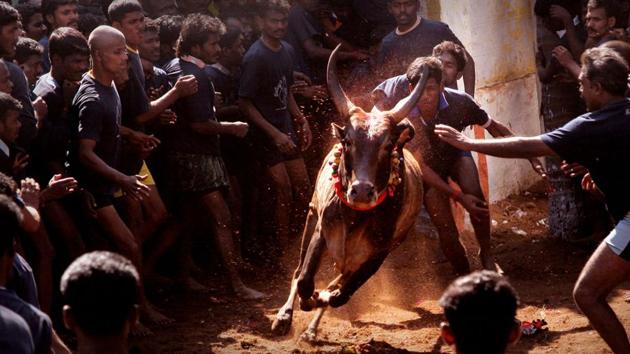 A ban on jallikattu by the Supreme Court since 2014 has been largely seen as a negation of Tamil identity.(All photos by J Suresh/ GRIST Media)