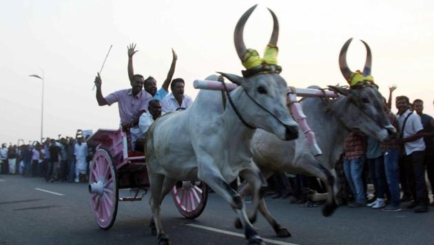 People take part for supporting of Jallikattu and protest against Union Government in Coimbatore on Thursday, Jan 12, 2016.(PTI) People take part for supporting of Jallikattu and protest against Union Government in Coimbatore on Thursday, Jan 12, 2016.(PTI)