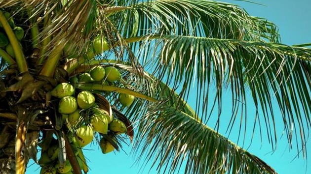 Officials at the election office said generally candidates choose symbols that they think will resonate with the voters though one wonders how the Punjabi voters would connect with a coconut farm. (HT Representative Image) Officials at the election office said generally candidates choose symbols that they think will resonate with the voters though one wonders how the Punjabi voters would connect with a coconut farm. (HT Representative Image)
