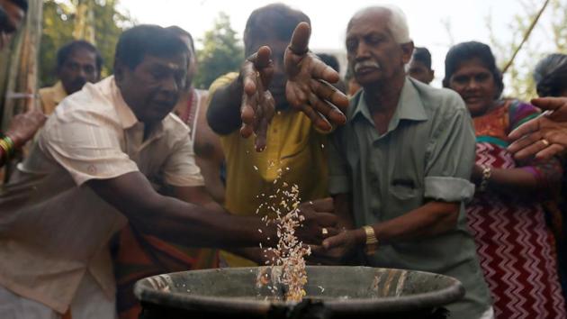 Tamil devotees cook pongal during the Tamil harvest festival of Thai Pongal at a Hindu temple in Colombo, Sri Lanka. (REUTERS)