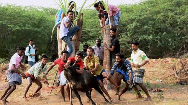 A group of people are seen participating in Jallikattu despite ban on such sporting events at Karisalkulam village in Madurai on Friday, Jan 13, 2016. (PTI) A group of people are seen participating in Jallikattu despite ban on such sporting events at Karisalkulam village in Madurai on Friday, Jan 13, 2016. (PTI)