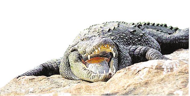 Representative photo of a crocodile (Hindustan Times) Representative photo of a crocodile (Hindustan Times)