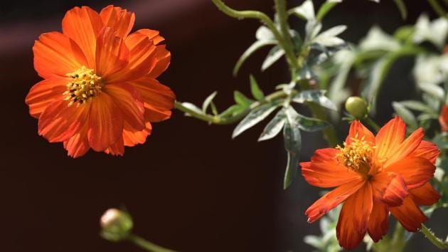 The beauty of nature is in full bloom at Veermata Jijabai Bhosale Udyan. (Anshuman Poyrekar/HT) 