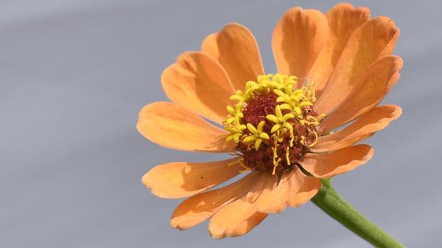 A variety of flowers soak up the sun as temperatures stay low in the city. (Anshuman Poyrekar/HT ) 