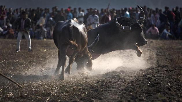 “Moo-ve!” Buffaloes take on each other during a fight at Boidyabori village.  (Anupam Nath / AP) 