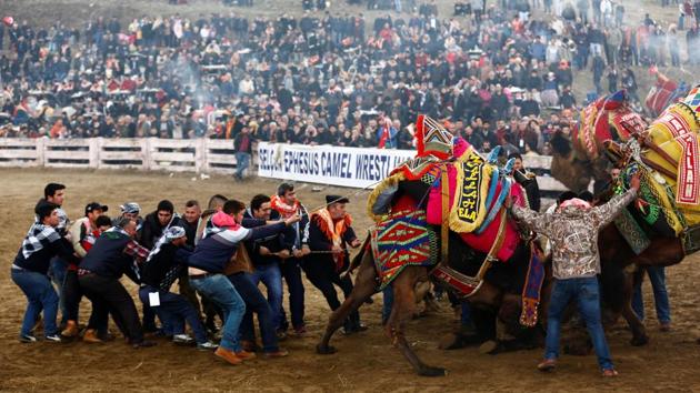 Owners and tether holders separate the animals after a wrestling camel is knocked down by its rival. (Murad Sezer/REUTERS) 