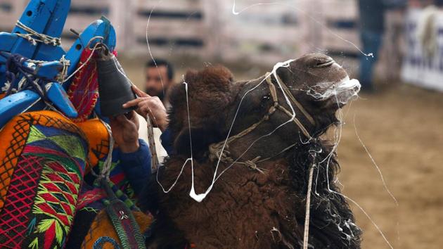A wrestling camel after a fight  during the Camel Wrestling Festival in Selcuk, Turkey. Camel wrestling is now mostly restricted to the Aegean region though it was once more widespread in Anatolia. (Murad Sezer/REUTERS) 