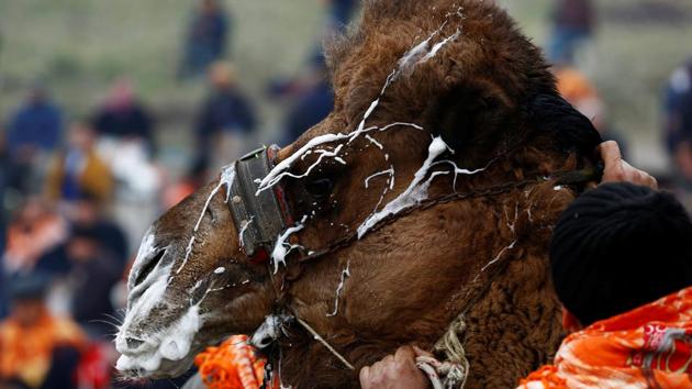 Throughout the event, bets are placed on camels who try to wrestle each other to the ground with their long necks.  (Murad Sezer/REUTERS) 