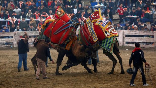 Although this isn’t a blood sport, more and more tourists journey to Selcuk every year to watch this unusual spectacle unfold.  (Murad Sezer/REUTERS) 