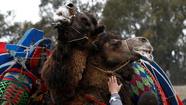 Two wrestling camels fight during the Camel Wrestling Festival in the Aegean town of Turkey. If the animals become too violent, they are separated by handlers.  (Murad Sezer/REUTERS) 