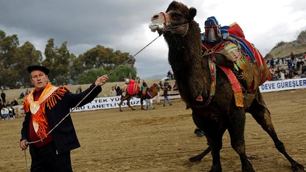 At the beginning of each year, a female camel is paraded in front of the male participants to get the festival started, a tradition dating back to over 2400 years. (Murad Sezer/REUTERS) 