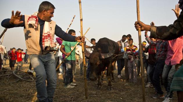 Villagers dance after the buffalo fight as part of the Magh Bihu festivities at Boidyabori village.  At Haigriva Madhav Temple at Hajo near Guwahati and at Ahatguri in Morigaon district, the traditional fight were amiss this year due to a Supreme Court ban. (Anupam Nath / AP) 