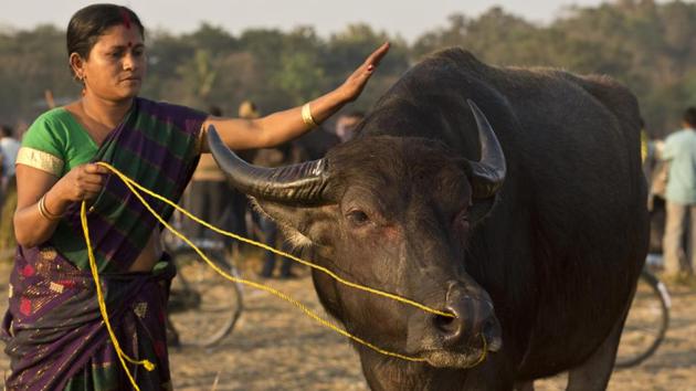 A participant, Jewti Das, 35, attends to her buffalo Khasia, before a fight.  (Anupam Nath / AP) 