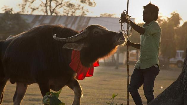 A buffalo owner holds his buffalo after its fight .  (Anupam Nath / AP) 