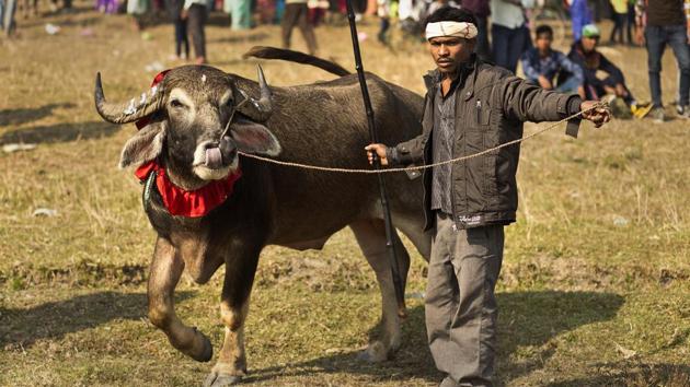 A participant tries to control his buffalo before a fight during the Magh Bihu festivities in Assam. (Anupam Nath / AP File Photo) 
