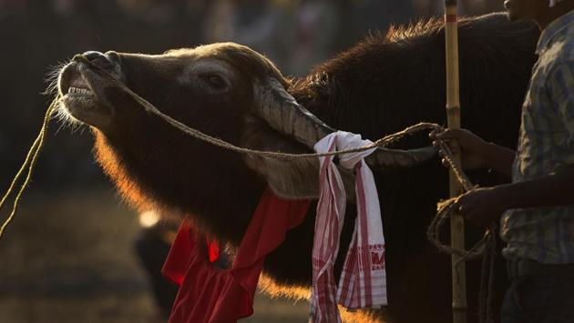 A buffalo waits for its turn to fight in Boidyabori village festival near Guwahati.  (Anupam Nath) / AP) 