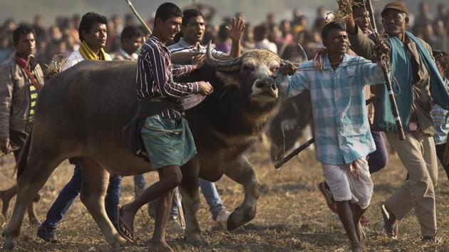 Villagers celebrate victory after the buffalo won a bout during the Magh Bihu festivities of  Boidyabori village in Assam. (Anupam Nath/  AP file photo) 