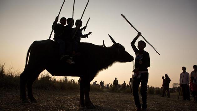Although the ‘Magh’ month starts from January 15 (Sunday), Bihu festivities begin from the last day of the ‘Puh’ of the Assamese calendar.  (Anupam Nath / AP) 
