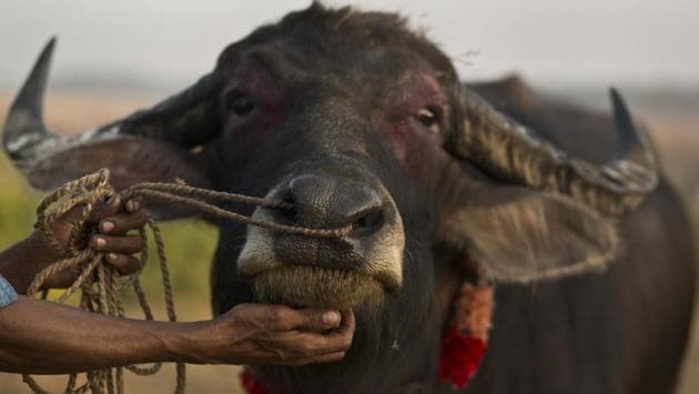 “Say cheese!” An owner attends to his buffalo after it won a fight.  (Anupam Nath / AP) 