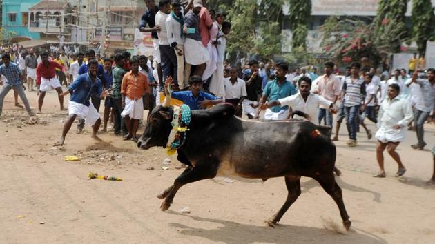 A bull charges through a crow of participants and bystanders during Jallikattu, on the outskirts of Madurai. Supreme Court had banned the bull-taming ritual as activists protested that the sport amounts to animal torture. (AFP Photo) A bull charges through a crow of participants and bystanders during Jallikattu, on the outskirts of Madurai. Supreme Court had banned the bull-taming ritual as activists protested that the sport amounts to animal torture. (AFP Photo)