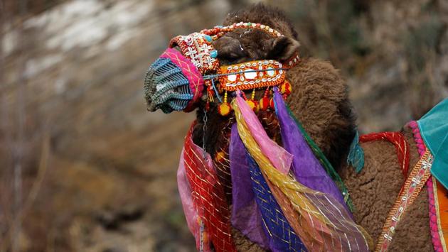 Before the wrestling bouts begin, the camels are decked up in colour and paraded. A wrestling camel adorned with colourful ornaments waits for his fight. (Murad Sezer/REUTERS) 