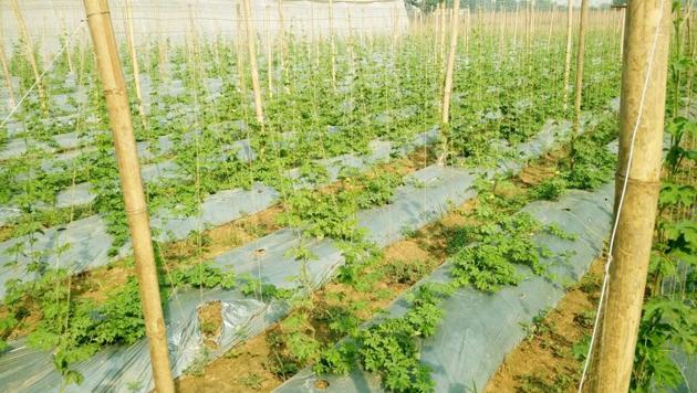 Low tunnel and mulching techniques are being tried out in Gurgaon’s Uncha Majra, Sherpur and Nurpur villages. Low tunnel and mulching techniques are being tried out in Gurgaon’s Uncha Majra, Sherpur and Nurpur villages.