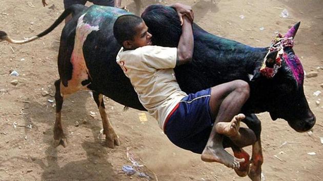 A participant tackles a bull during the annual Jallikattu festival in Palemedu, near Madurai.(AP file photo) A participant tackles a bull during the annual Jallikattu festival in Palemedu, near Madurai.(AP file photo)