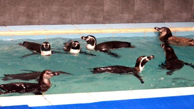 Mumbai, India - July 26, 2016: Eight Humboldt penguins were brought to the Byculla zoo ( Veer Jijamata zoo), Byculla in Mumbai on Tuesday July 26, 2016. (Photo by Sandeep Mahankal)(HT file photo)