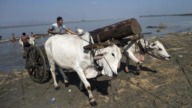 This photo taken on November 23, 2016 shows a bullock cart driver hauling a log from the Irrawaddy river near Mandalay.Initially these electro-fishermen used small batteries attached to wire wound around bamboo poles to shock fish within a close radius. Now locals say they have moved on to using car batteries, high-voltage transformers and trawling nets. (Ye Aung Thu/AFP)