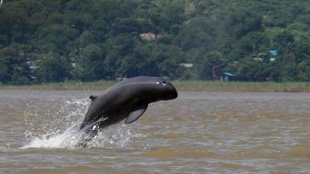 This handout from the Wildlife Conservation Society taken on September 9, 2016 shows an Irrawaddy dolphin jumping in the Irrawaddy river near Mandalay. With careful choreography, locals call the animals using a throaty purr, splashing their oars and tapping on the side of the boat. (AFP PHOTO / Wildlife Conservation Society / Handout )