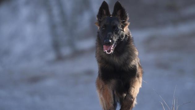 A Belgian Shepherd working as sniffer dog of the CoBRA battalion was killed in an IED blast during a search operation. (Shutterstock/Representative image) A Belgian Shepherd working as sniffer dog of the CoBRA battalion was killed in an IED blast during a search operation. (Shutterstock/Representative image)