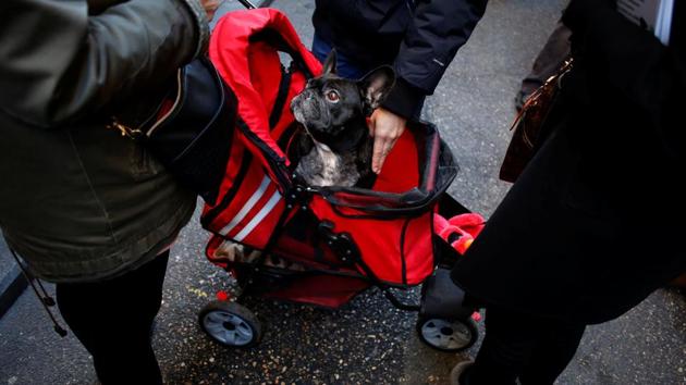 A dog sits in a push-chair after a mass outside San Anton Church in Madrid, Spain. (Juan Medina/REUTERS) A dog sits in a push-chair after a mass outside San Anton Church in Madrid, Spain. (Juan Medina/REUTERS)