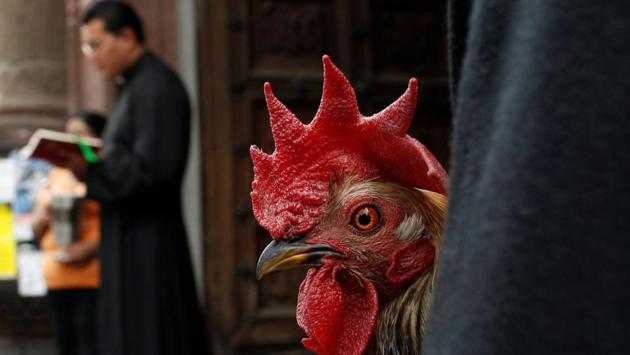 A rooster receives a blessing from a priest on the day of Saint Anthony, the patron saint of domestic animals, in Xochimilco in Mexico City. (Carlos Jasso/REUTERS) A rooster receives a blessing from a priest on the day of Saint Anthony, the patron saint of domestic animals, in Xochimilco in Mexico City. (Carlos Jasso/REUTERS)