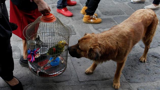 A dog looks at a parrot as it receives blessings from a priest on the day of Saint Anthony in Mexico City, Mexico. (Carlos Jasso/REUTERS) A dog looks at a parrot as it receives blessings from a priest on the day of Saint Anthony in Mexico City, Mexico. (Carlos Jasso/REUTERS)