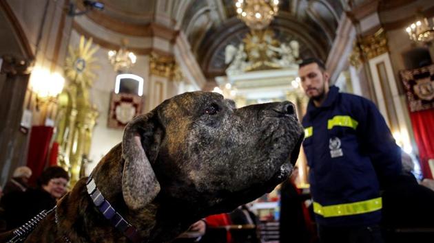 A dog sits during a mass inside San Anton Church in Madrid. (Juan Medina/REUTERS) A dog sits during a mass inside San Anton Church in Madrid. (Juan Medina/REUTERS)
