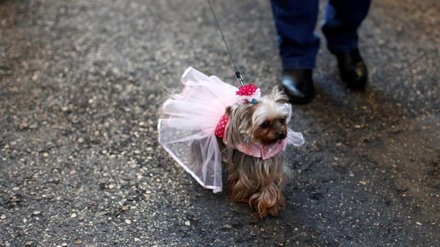 A dog walks after a mass outside San Anton Church in Madrid. (Juan Medina/REUTERS) A dog walks after a mass outside San Anton Church in Madrid. (Juan Medina/REUTERS)