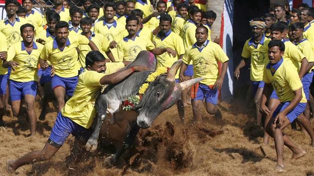 In this file photo, participants try to control a bull during an ancient heroic sporting event of the Tamils called Jallikattu, in Palamedu, about 575km (359 miles) south of Chennai. (AP) In this file photo, participants try to control a bull during an ancient heroic sporting event of the Tamils called Jallikattu, in Palamedu, about 575km (359 miles) south of Chennai. (AP)