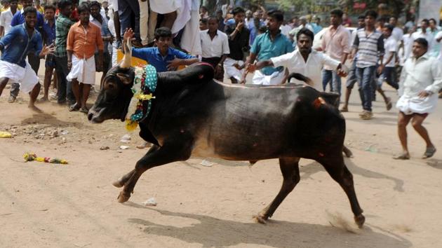 A bull charges through a crow of participants and bystanders during Jallikattu, an annual bull fighting ritual, on the outskirts of Madurai. (AFP File Photo) A bull charges through a crow of participants and bystanders during Jallikattu, an annual bull fighting ritual, on the outskirts of Madurai. (AFP File Photo)