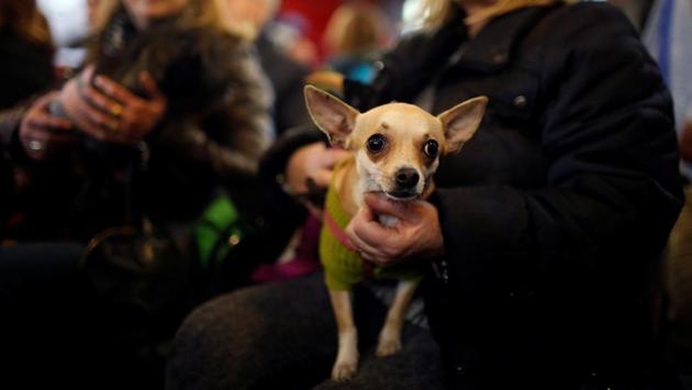 Two women hold their dogs during a mass inside San Anton Church in Madrid, Spain. (Juan Medina/REUTERS) Two women hold their dogs during a mass inside San Anton Church in Madrid, Spain. (Juan Medina/REUTERS)