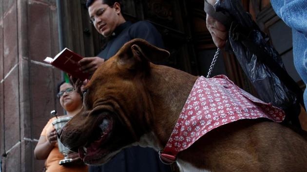 A dog sits next to its owner as it receives blessings from a priest on the day of Saint Anthony, in Xochimilco in Mexico City, Mexico. (Carlos Jasso/REUTERS) A dog sits next to its owner as it receives blessings from a priest on the day of Saint Anthony, in Xochimilco in Mexico City, Mexico. (Carlos Jasso/REUTERS)