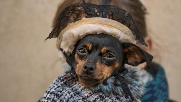 A woman poses for a picture holding her dog, outside San Anthony's church during the feast of Saint Anthony. (Daniel Ochoa de Olza/AP) A woman poses for a picture holding her dog, outside San Anthony's church during the feast of Saint Anthony. (Daniel Ochoa de Olza/AP)