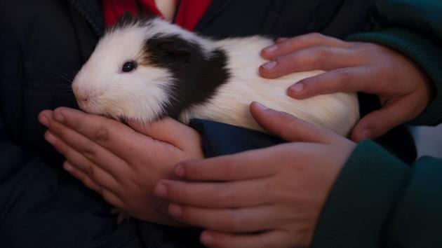 A boy holds a Guinea pig before having it blessed by a priest in Churriana, near Malaga , marking San Anton Abad's Day (Saint Anthony). (Jorge Guerrero/AFP) A boy holds a Guinea pig before having it blessed by a priest in Churriana, near Malaga , marking San Anton Abad's Day (Saint Anthony). (Jorge Guerrero/AFP)