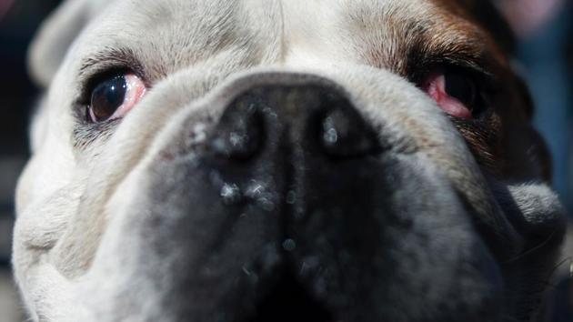 A bulldog waits to be blessed by a priest in Mijas, near Malaga on San Anton Abad's Day (Saint Anthony). (JOrge Guerrero/AFP) A bulldog waits to be blessed by a priest in Mijas, near Malaga on San Anton Abad's Day (Saint Anthony). (JOrge Guerrero/AFP)