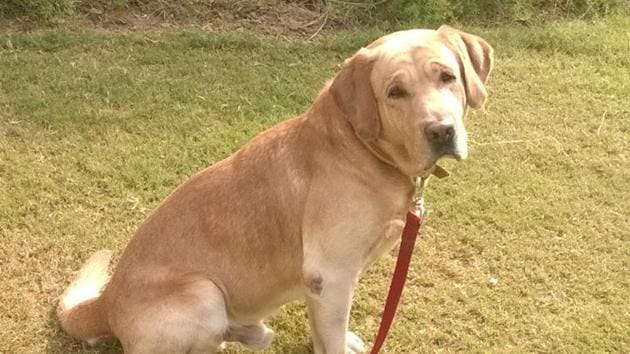 Hobbes was snatched outside Vatika City on Tuesday. His owner has announced a reward to anyone who helps find him. (HT/Photo) Hobbes was snatched outside Vatika City on Tuesday. His owner has announced a reward to anyone who helps find him. (HT/Photo)