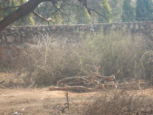 As many as 60 trees were cut in Raisina forest area using a chain saw. The area is between B36 and B42 of Ansal Retreat. As many as 60 trees were cut in Raisina forest area using a chain saw. The area is between B36 and B42 of Ansal Retreat.